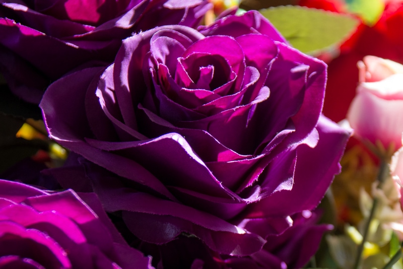 purple-rose
